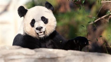Cute Panda Bears Animals Photo 34915013 Fanpop
