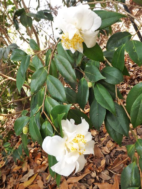 MARIETTE'S BACK TO BASICS:  Tea Plant
