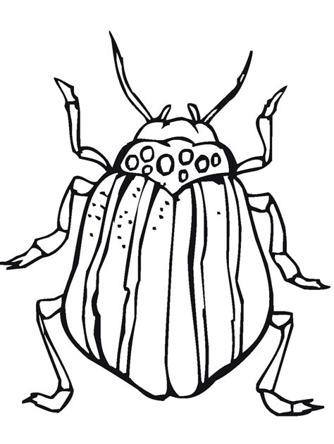 Download 54+ Insects Beetles Coloring Pages PNG PDF File - Best All