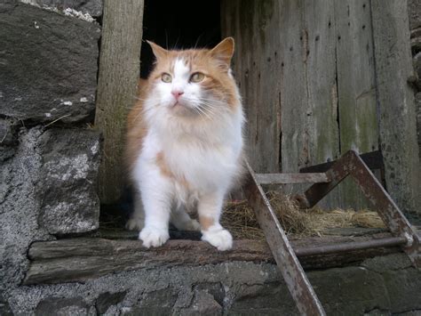 Barn Cats Made To Live In The Great Outdoors Vmbs News