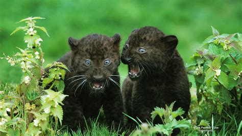 Black Panther Cubs Black Panther Panthera Pardus Cub Stand Flickr