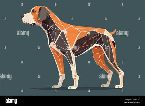 Dog Anatomy Vector Illustration Cartoon Dog Vector Stock Vector Image