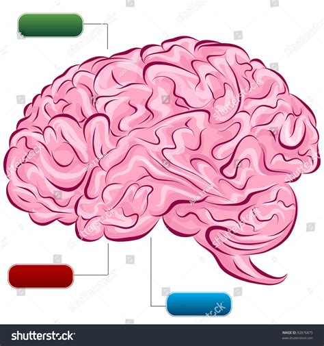 Image Human Brain Diagram Stock Vector Royalty Free 92876875