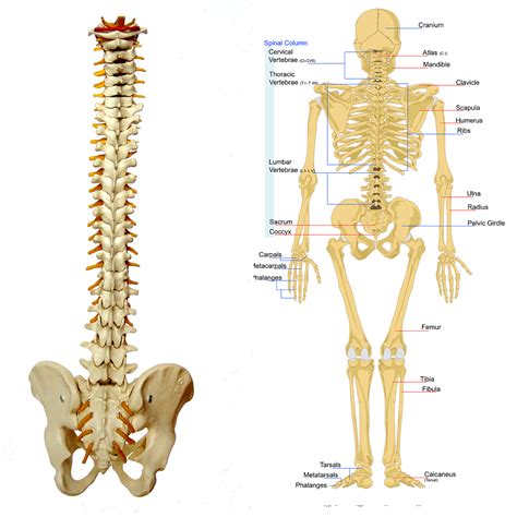Faq Anatomie Skelett Kaufen Lernen Und Lehren
