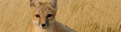 Swift Fox Reintroduction Wildlife Preservation Canada