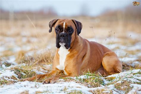 The Top Ten Most Popular Registered Dog Breeds In The Uk
