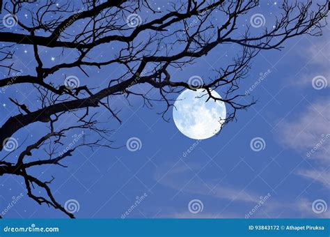 Black Branches And Full Moon In The Winter Stock Photo Image Of Bare