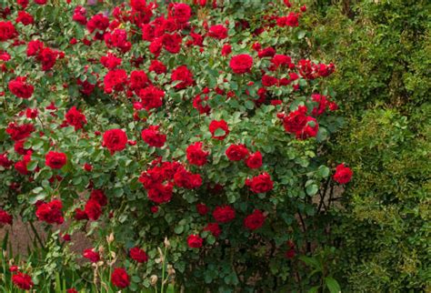 Red Rose Bush Stock Photos Pictures And Royalty Free Images Istock