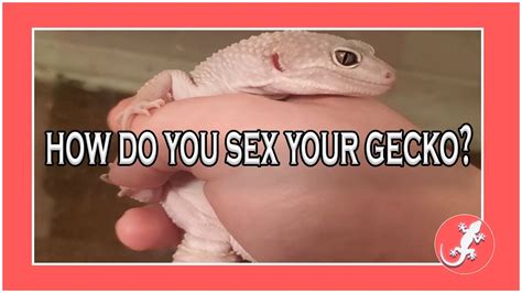 Is My Gecko Male Or Female I Leopard Gecko Sexing 101 Youtube