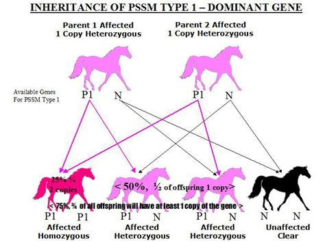 Autosomal recessive disorders are typically not seen in every generation of an affected family. Coyote Ridge Ranch LLC - Equine Genetic Diseases Explained