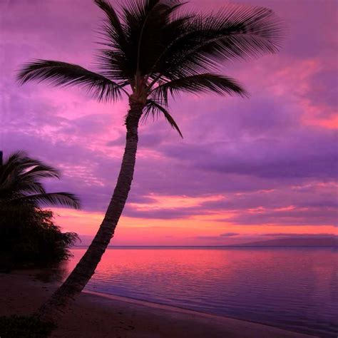 388 Beach Purple Sunset Backdrop Nature Photography Palm Tree Sunset