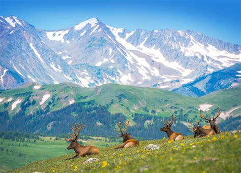 Jun 07, 2021 · when factoring in bonuses and additional compensation, a linehaul driver at estes express can expect to make an apply online instantly. Top Ten Summer Activities | Estes Park, CO | The Ridgeline ...