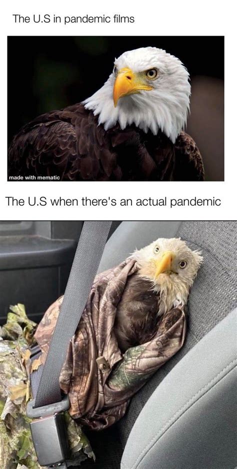 Poor Bald Eagle Memes Really Funny Memes Crazy Funny Memes Funny Relatable Memes