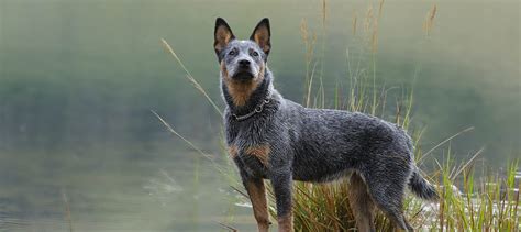 Blue Heeler Puppies For Sale 2016risksummitorg