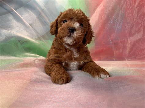 Dark Red Female Schnoodle Puppies For Sale In Iowa 1200