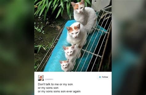 Funniest Cats Viral Cats Blog