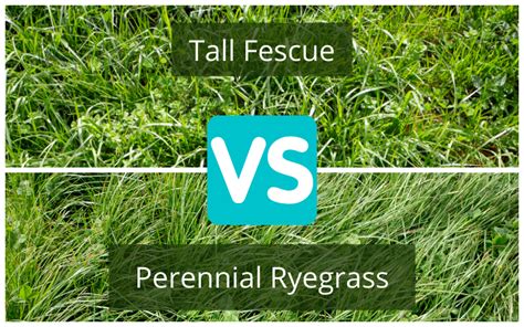 Turf Comparison Perennial Ryegrass Vs Tall Fescue
