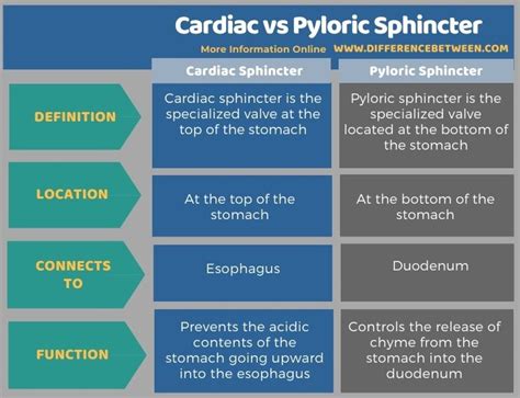 Difference Between Cardiac And Pyloric Sphincter Compare The