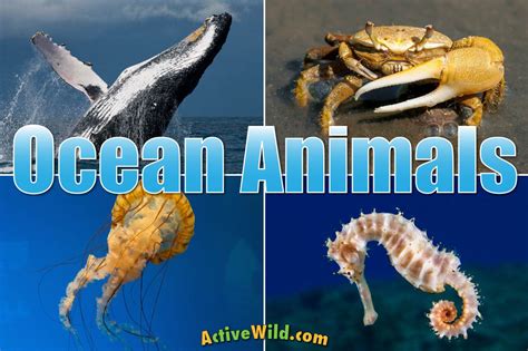 Ocean Animals For Kids And Adults List Of Animals That Live In The Ocean