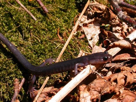 Plethodon Metcalfi Southern Gray Cheeked Salamander