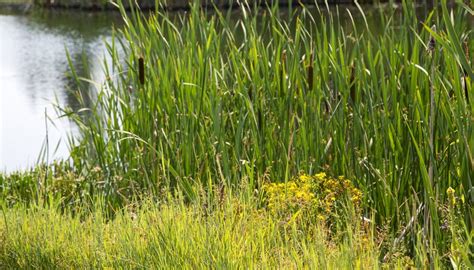 Names Of Tall Grasses That Grow Around Lakes Sciencing