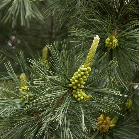 We did not find results for: Vanderwolf's Pyramid Limber Pine | NWA Plants Inc
