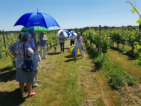 Vineyard Tour And Tasting At Warden Abbey Vineyard Greensand Country