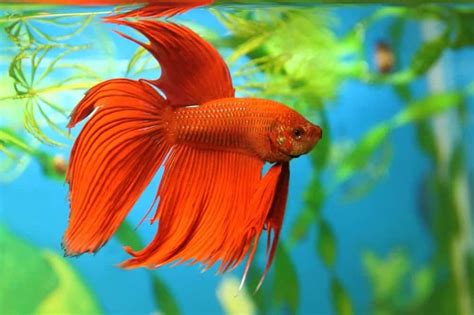 Maybe you would like to learn more about one of these? 7 of the Most Colorful Betta Fish for Your Home Fish Tank ...