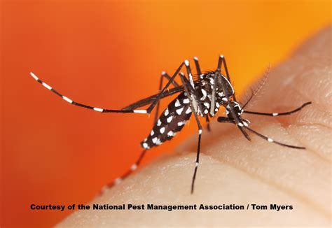Asian Tiger Mosquitoes Facts And Info Tiger Mosquito Bites