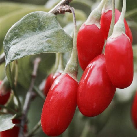 Goji Berry Plants For Sale At Best Prices In Ireland Shop Now