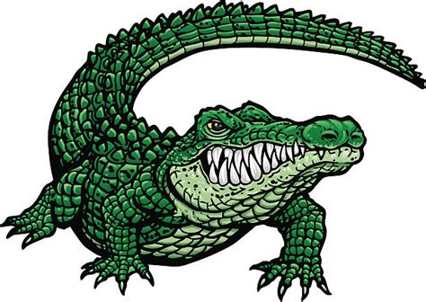 Alligator Illustrations Royalty Free Vector Graphics And Clip Art Istock