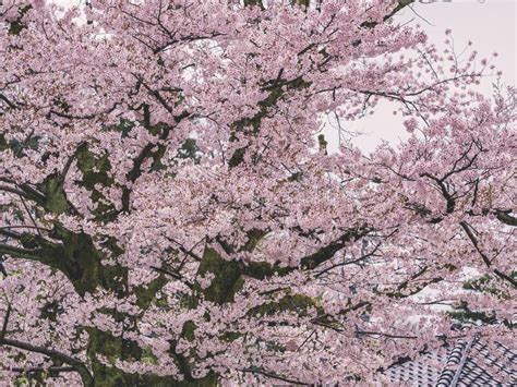 Sakura Flower Tree Cherry Blossom Spring Season Japan Nature Landscape