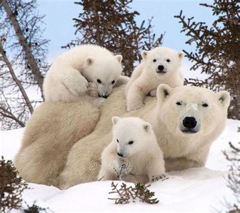 Adorable Moment Polar Bear Mother Emerges With Her Three