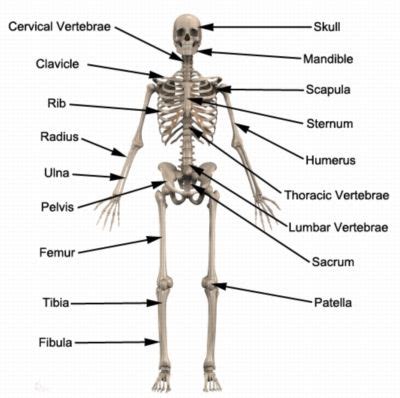 The human skeleton is made up of 206 bones. Bones of the Human Body - Anatomy | Human body bones ...