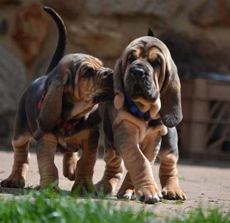 Browse thru our id verified puppy for sale listings to find your perfect puppy in your area. Bloodhound - Breed Information (Health, Appearance ...