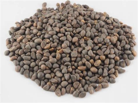 The best way to reduce the risk of confusing these plants with other species is by growing them from seed. BUY MORNING GLORY SEEDS FOR SALE | Continental Psychedelic ...