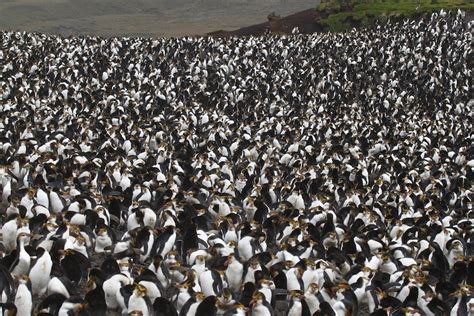 The new colonies are thought to number a few hundred penguins each, which is smaller than average, so the discoveries increase the total population of emperor penguins by a smaller proportion of about 5 to 10 percent. Jennifer Spry's Birding Blog: Macquarie Island 2011