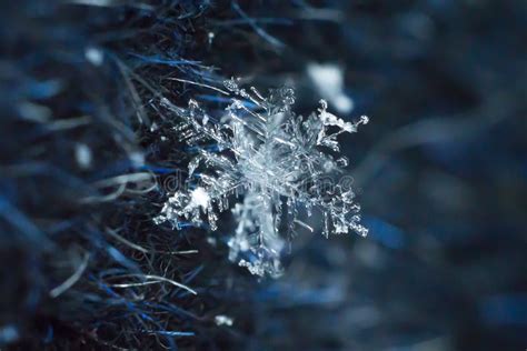 Snowflake Macro Closeup Symmetry Frozen Stock Photo Image Of Glow