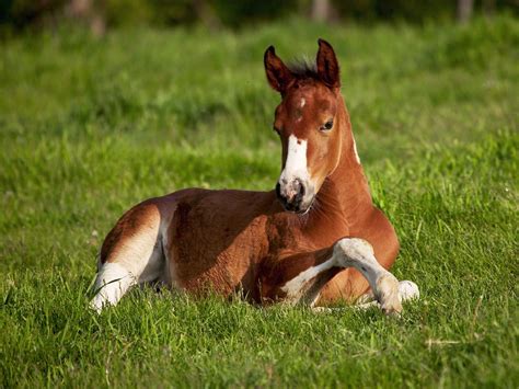 Horse Foal Baby Animals Photo 19831200 Fanpop
