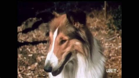 Pin On Lassie Tv And Movie File