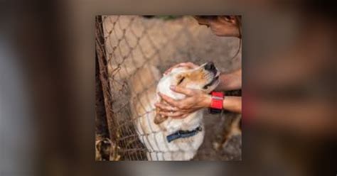 Williamson County Animal Shelter Offers Free Pet Adoptions This Weekend