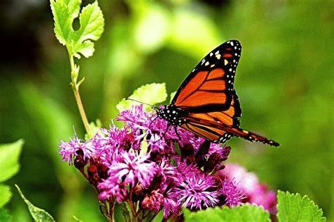 Beautiful Butterfly Imagespictures ~ Latest Images Free Download
