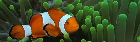 Aquatic: Aquatic Zoo Animals
