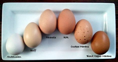 Which Breeds Of Chickens Lay Colored Eggs Fresh Eggs Daily®