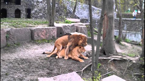 Lions Sex Lions Mating Youtube