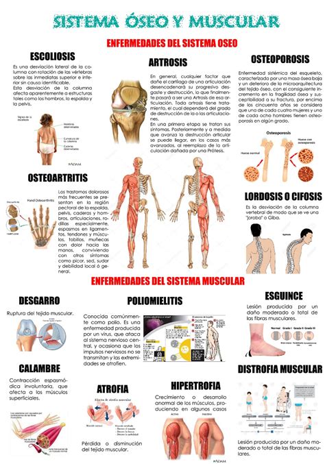 Guía Completa Del Sistema Muscular Y óseo Funciones Y Cuidados