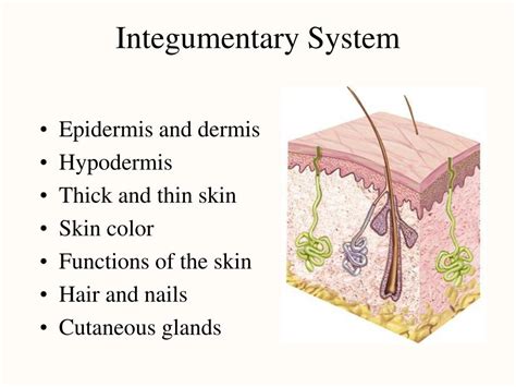Function Of Integumentary System