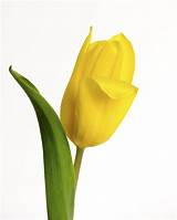 Find the perfect single flower white background stock photos and editorial news pictures from getty images. single yellow tulip with white background. copyright Nancy ...