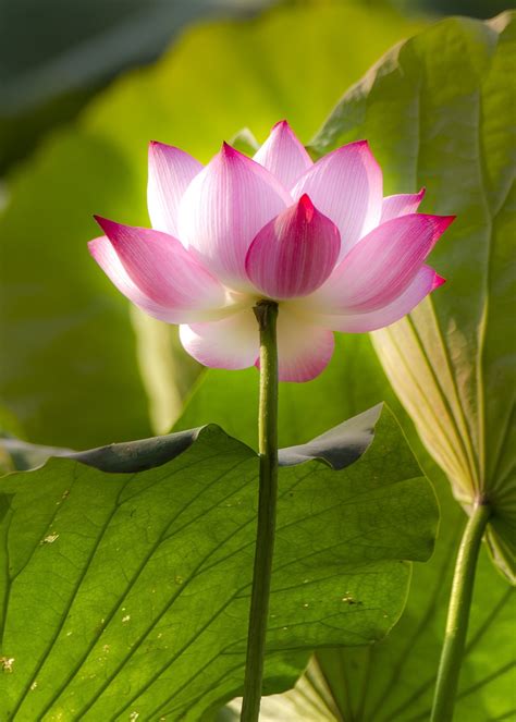 Lotus Summer National Flower Free Photo On Pixabay Pixabay