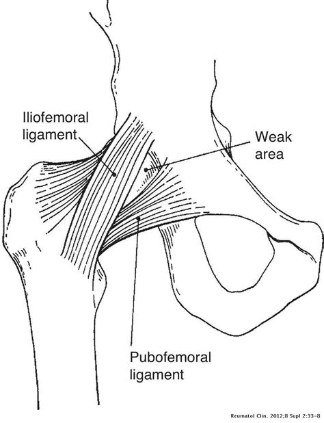 Diagram Of Hip Muscles And Ligaments Iliopsoas Wikipedia One Or